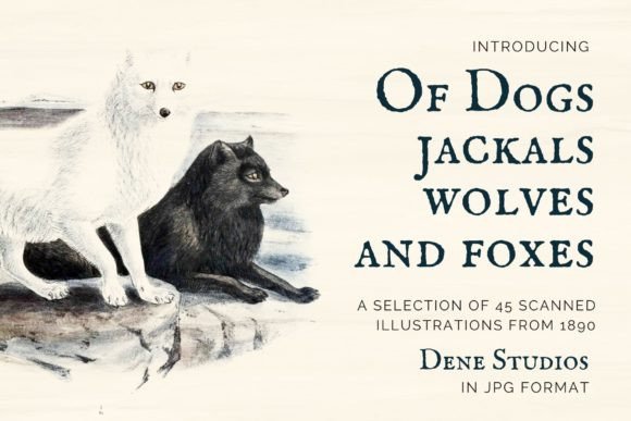 Download Of Dogs, Jackals, Wolves and Foxes - Dog Collection
